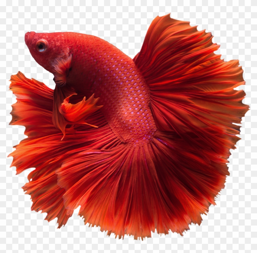 Betta Transparent Png - Betta Fish Png #1335191