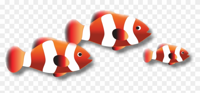 Triple Clown Fish - Coral Reef Fish #1335192
