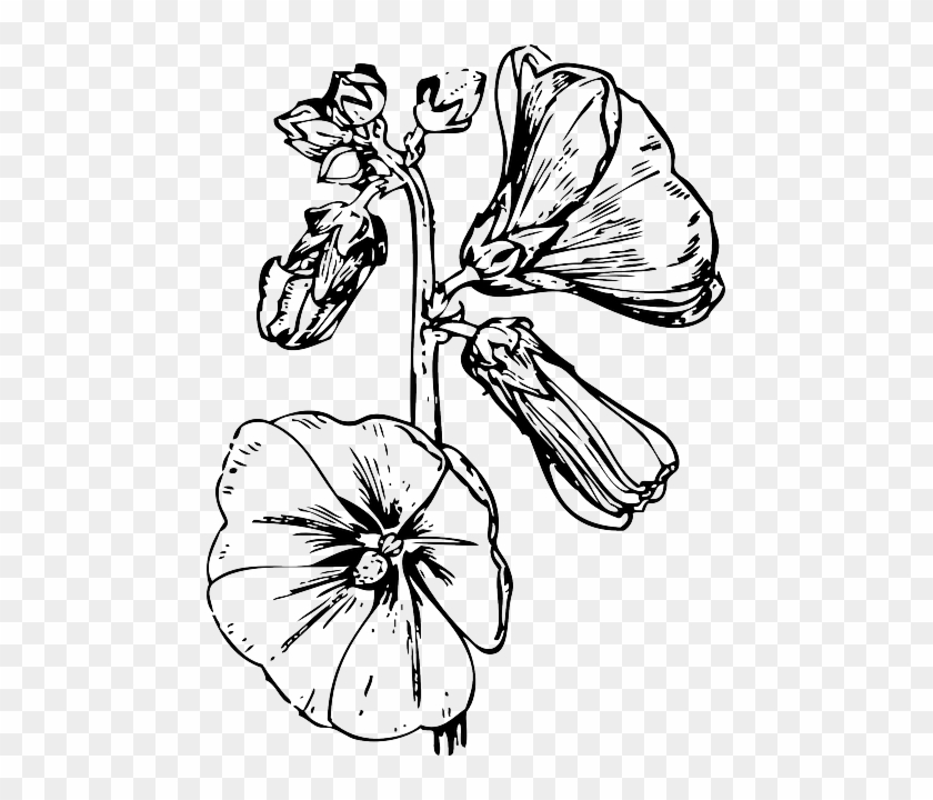 Hollyhock Outline, Drawing, Flower, Flowers, Plant, - Hollyhock Easy Drawing #1335194