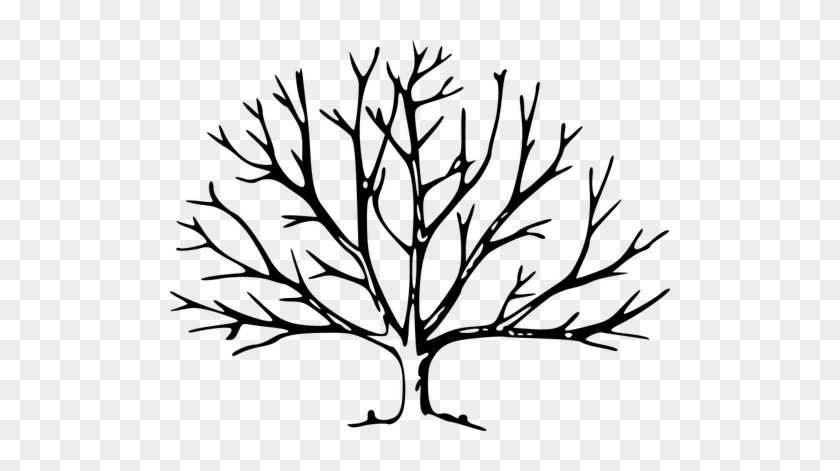 Tree With Roots Vector Graphics - Tree With No Leaves #1335196