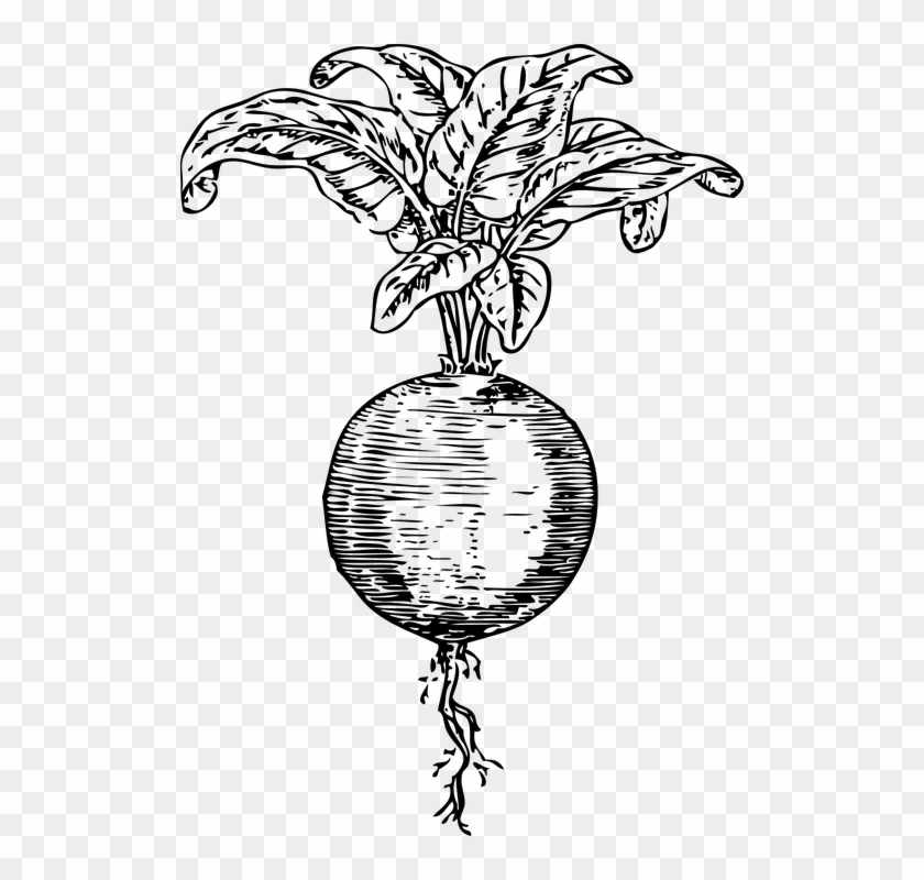 Beetroot Clipart Root Vegetable - Beet Black And White #1335200
