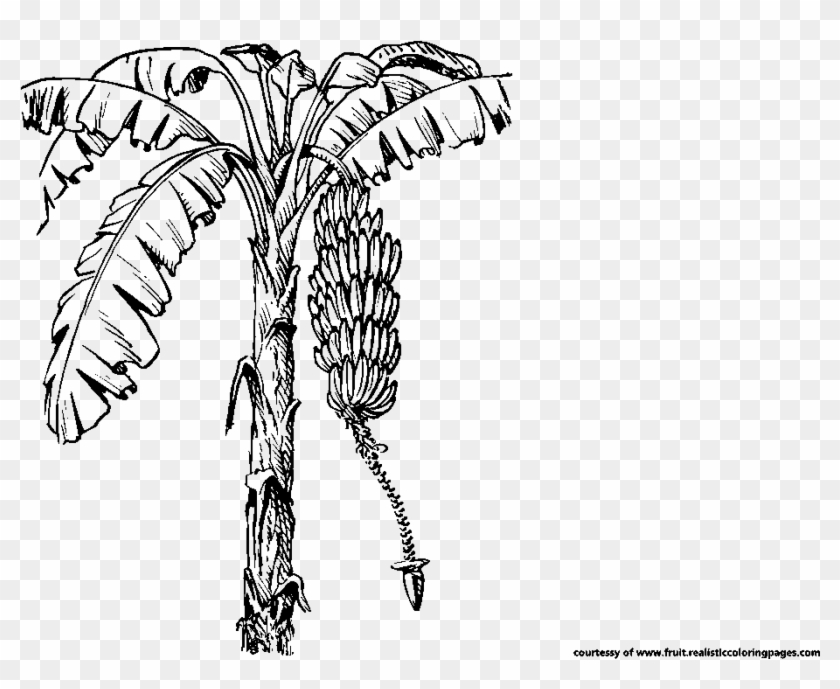 30 Amazing Look Banana Clipart Download It For Free - Coloring Pictures Coconut Tree #1335202
