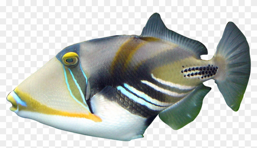 Tropical Fish 1 2 3 - Unique Design Sea Creature Undersea World Tropical #1335249