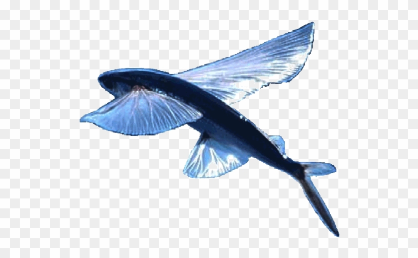 Flying Blue Fish Autonomous Robot Boats - Flying Fish On White Background #1335265