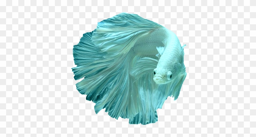 I-explore Ang Aquarium Fish, Goddesses, At Higit Pa - Tropical Fish With Transparent Background #1335292