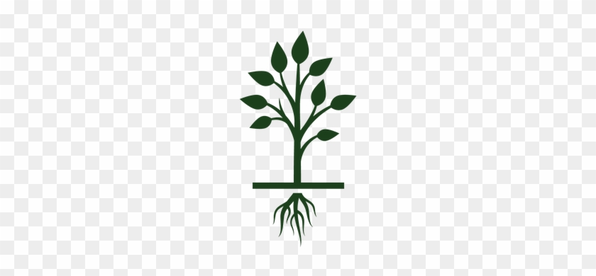 Growing Tree Clipart - Crecimiento De Un Arbol #1335351