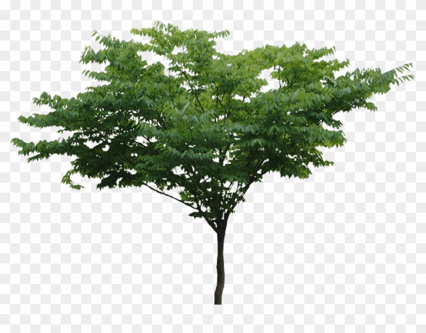 Rainforest Tree Png #1335357