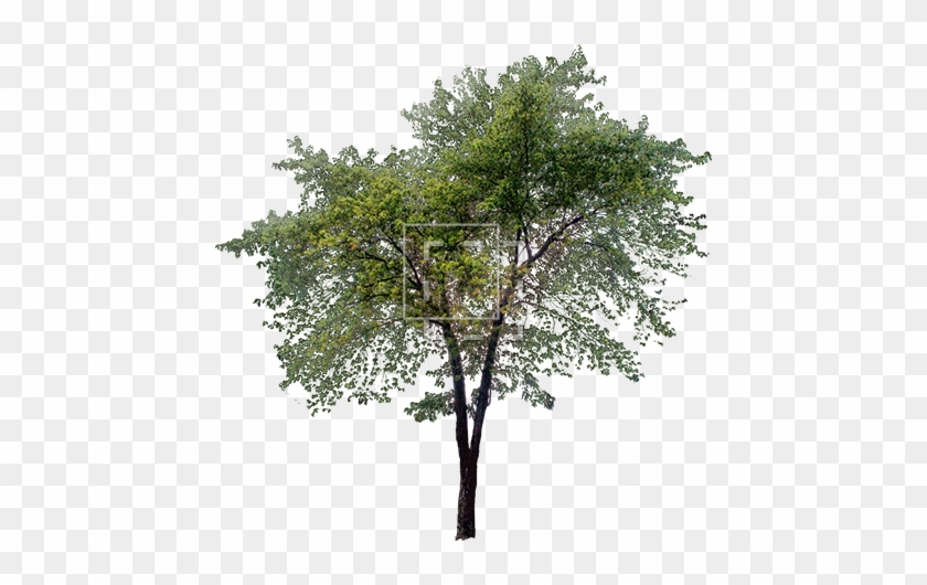 Tall Tree Png #1335359