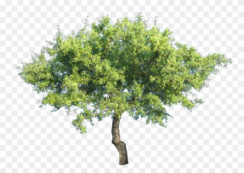 Quality, Local Tree Care - Tree Png Transparent #1335388
