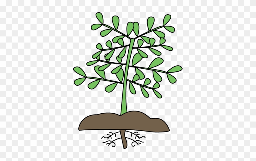 Free Plant Roots Clipart - Clip Art #1335396
