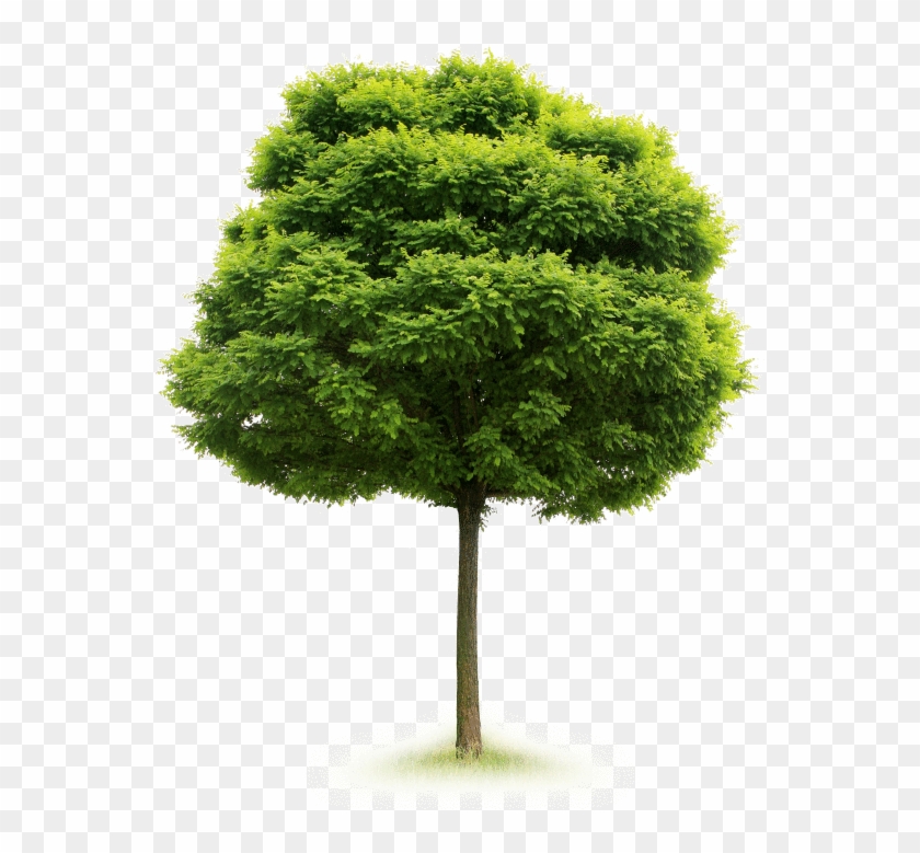 A Single Tree Produces Approximately 260lbs Of Oxygen - Tree Isolated #1335407