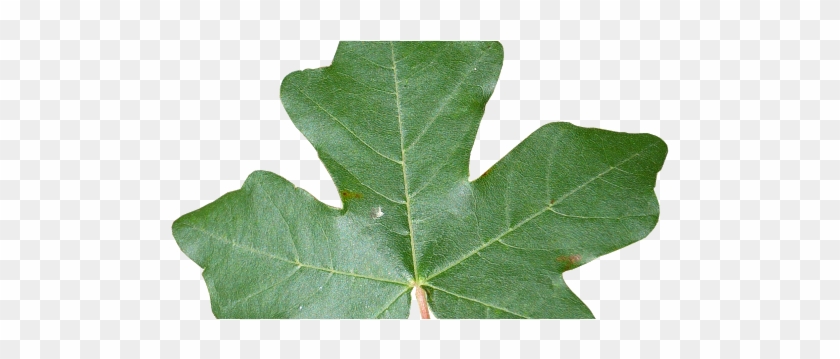 Ejercicios Gimp - Arce Hoja #1335425