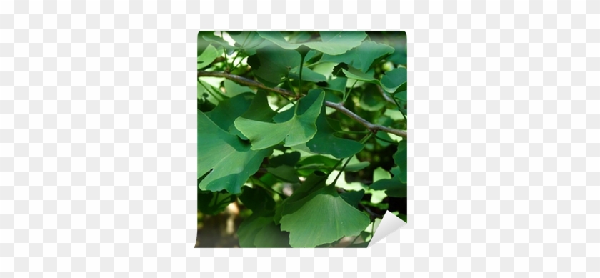 Tulip Poplar #1335434