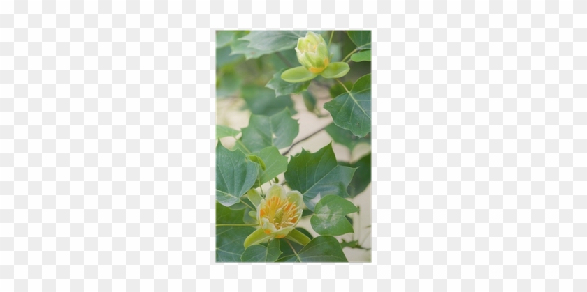 Plakat Tulipifera Liriodendron - Poster #1335439