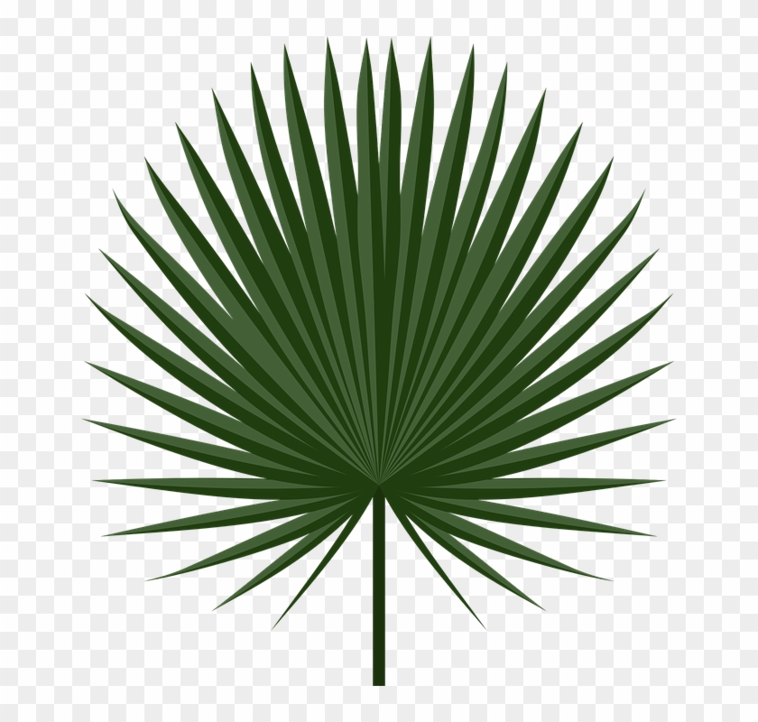 Wallpaper Interesting - Fan Palm Leaf Png #1335549