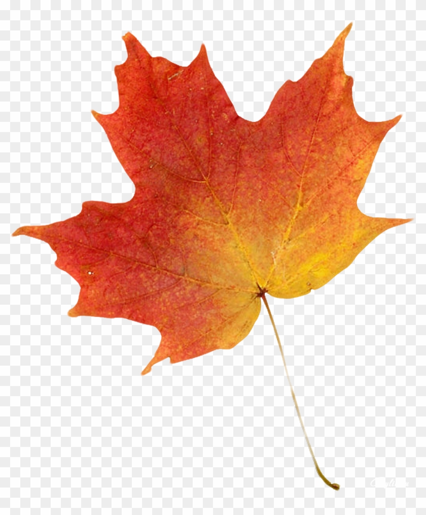 Autumn Leaf Color Clip Art - Autumn Leaves Maple #1335660