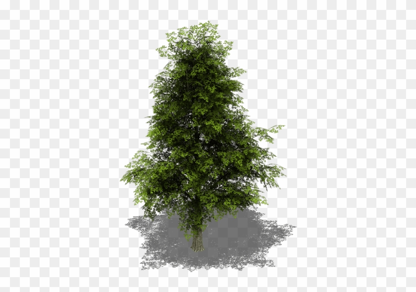 Preview - Tree Iso Png #1335993
