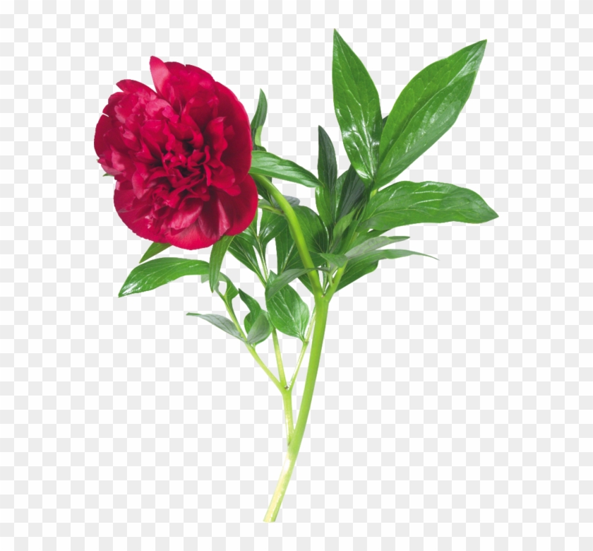 Flower Peony Clip Art - Пионы Png На Прозрачном Фоне #1335996