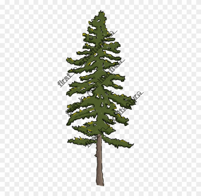 Fia Trees Elevation - American Larch #1336000