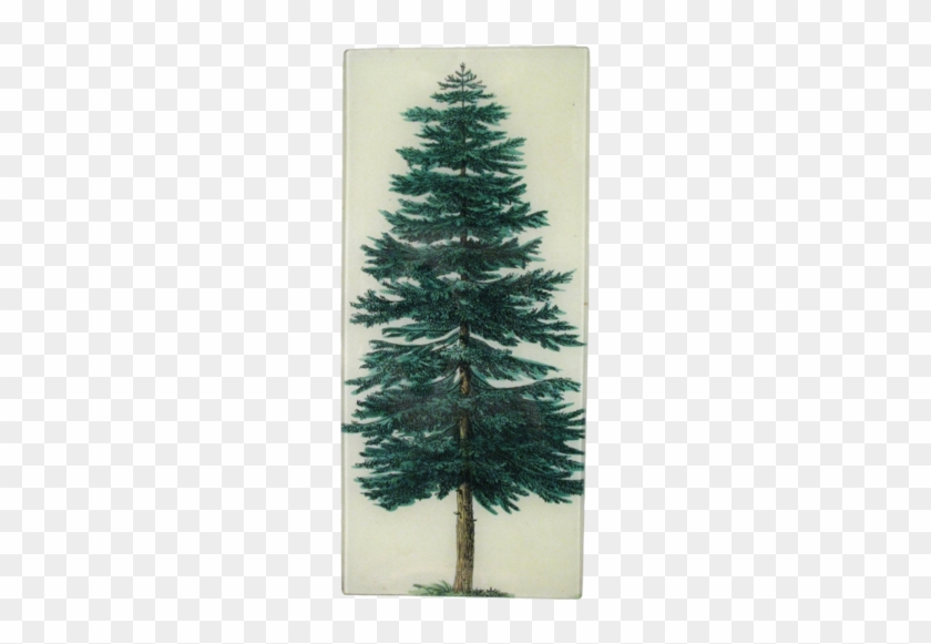 Evergreen Tree Evergreen Tree - Vintage Evergreen Tree #1336002