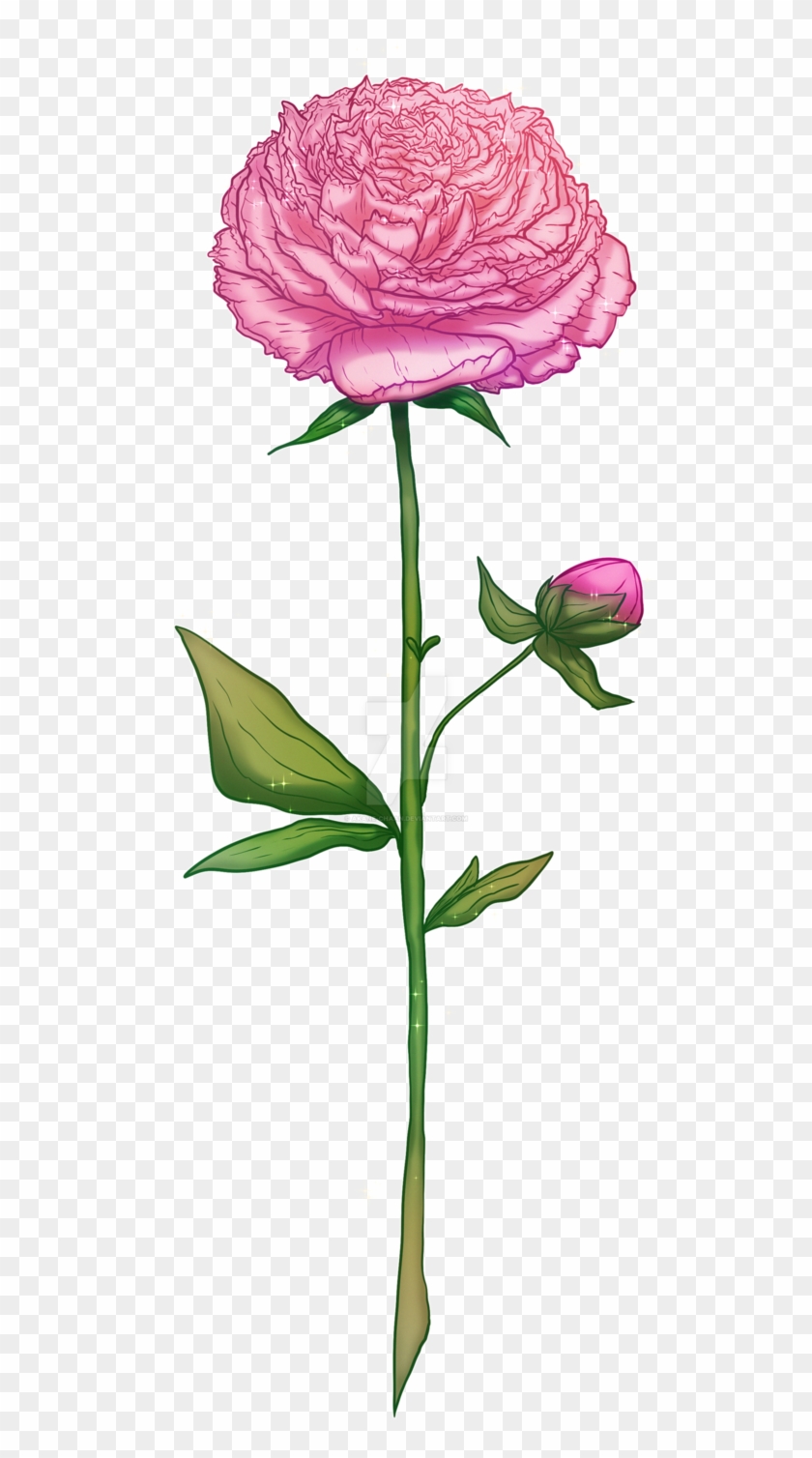 Peony By Akane-chaan - Common Peony #1336008