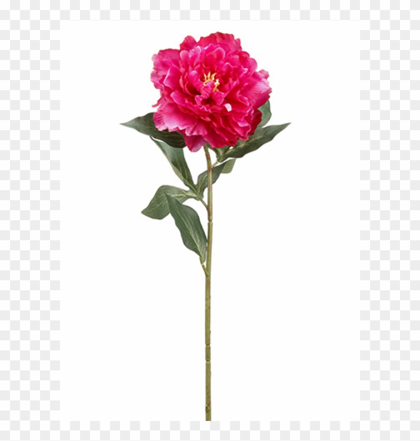 26" Peony Spray Rubrum - Carnation #1336011