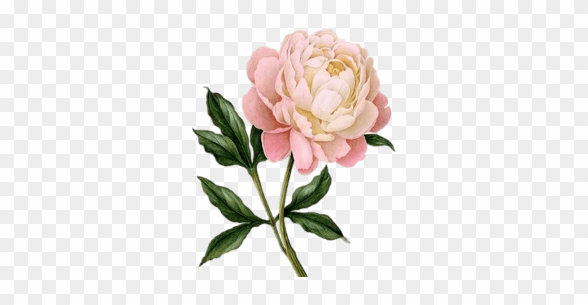 Peony Png #1336013