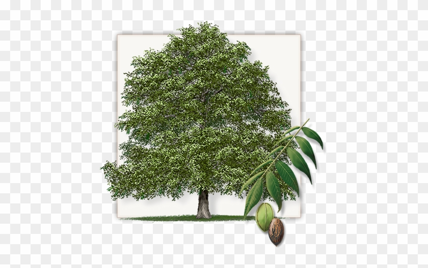 Inspirational State Farm Get A Quote Pecan Trees Dallas - State Tree Of Texas #1336077