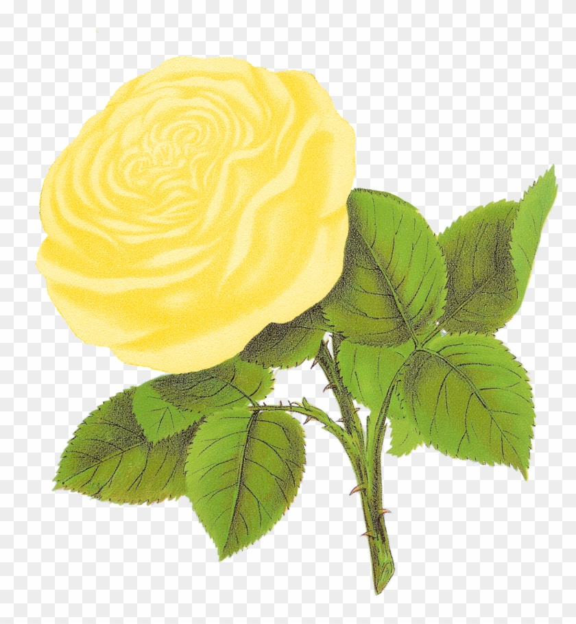 Digital Rose Botanical Artwork Downloads - Clip Art #1336157