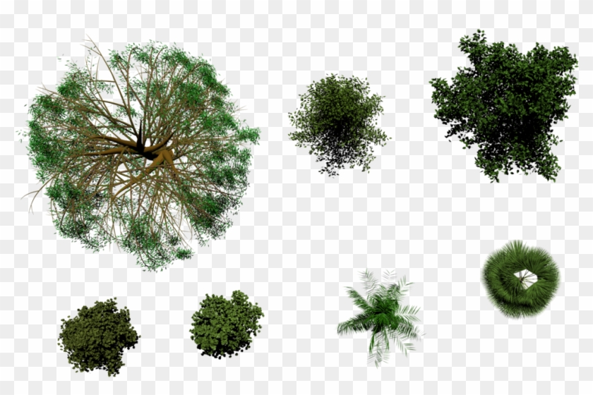 Trees Top View By Thobar On Deviantart - Tree Top View Deviantart #1336205