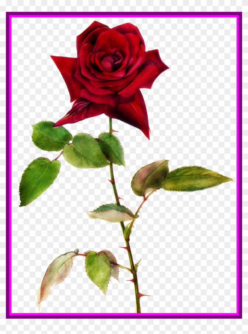 Incredible Jinifur Red Rose By On Art For Flower Drawing - Musy Jean Chanel Solitaire O.s.t. #1336225