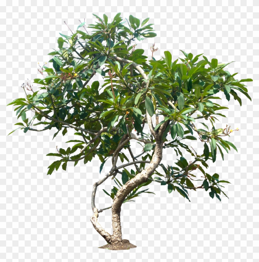 Jungle Tree Png File - Tree Plant Plumeria Png #1336252