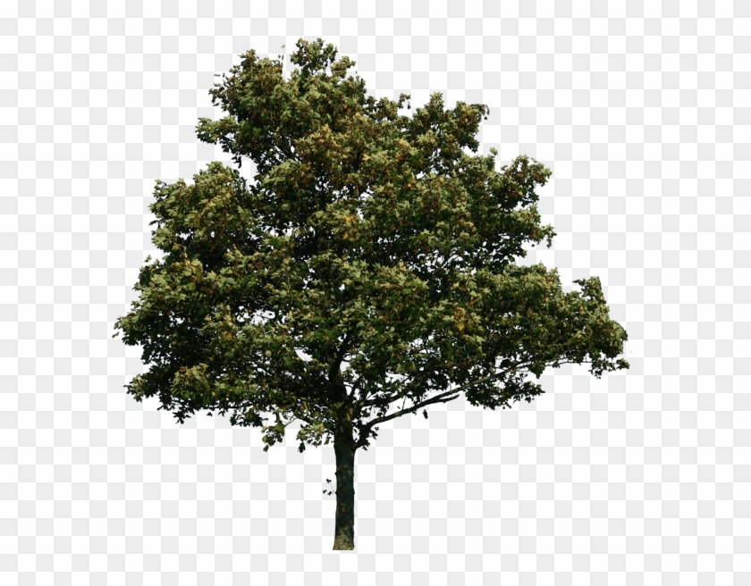 Download Tree Free Png Photo Images And Clipart - Trees Png #1336311