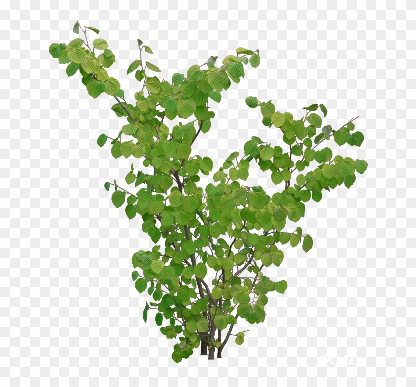 Tree Shrub Branch Raster Graphics Clip Art - Garden #1336319