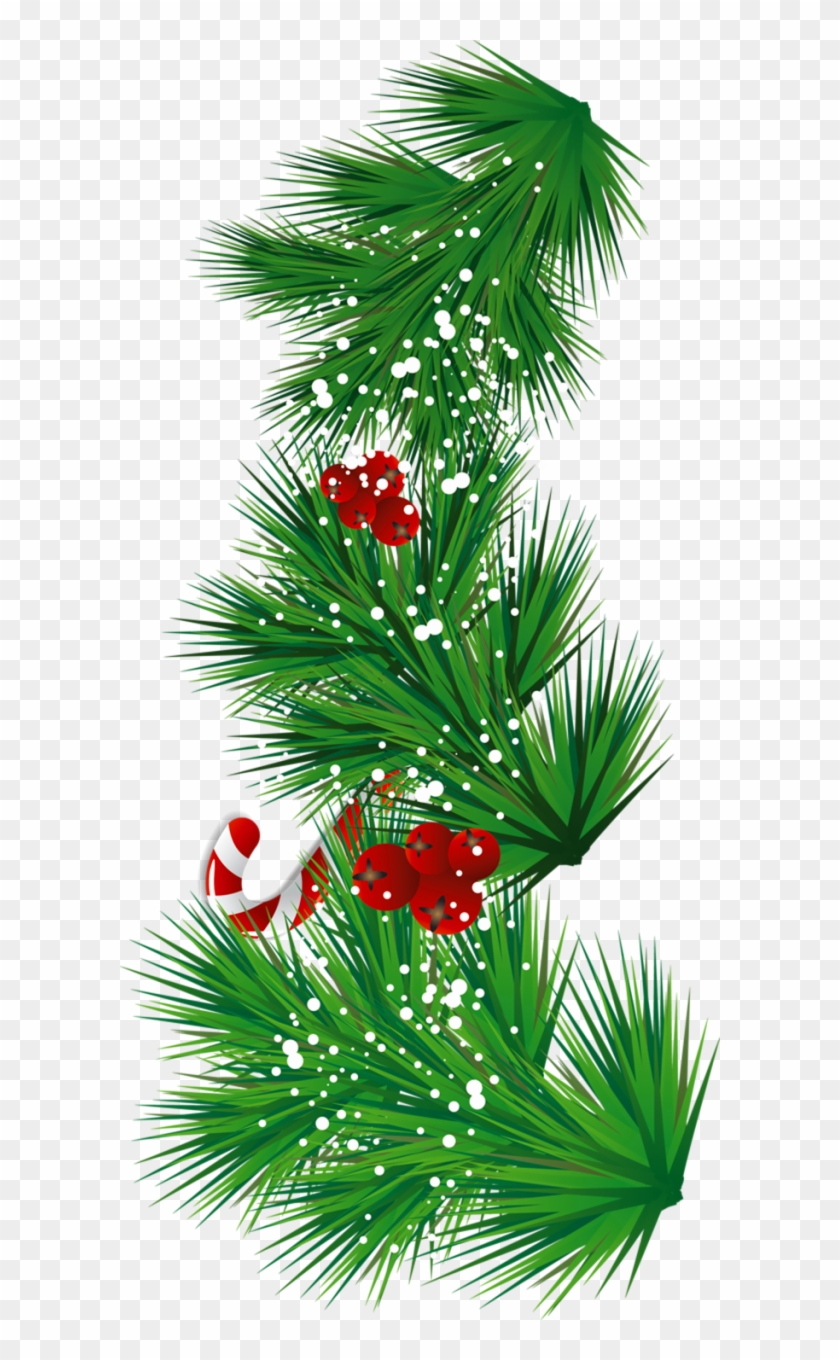 Transparent Pine Branch With Candy Cane And Mistletoe - Transparent Pine Branch With Candy Cane And Mistletoe #1336382