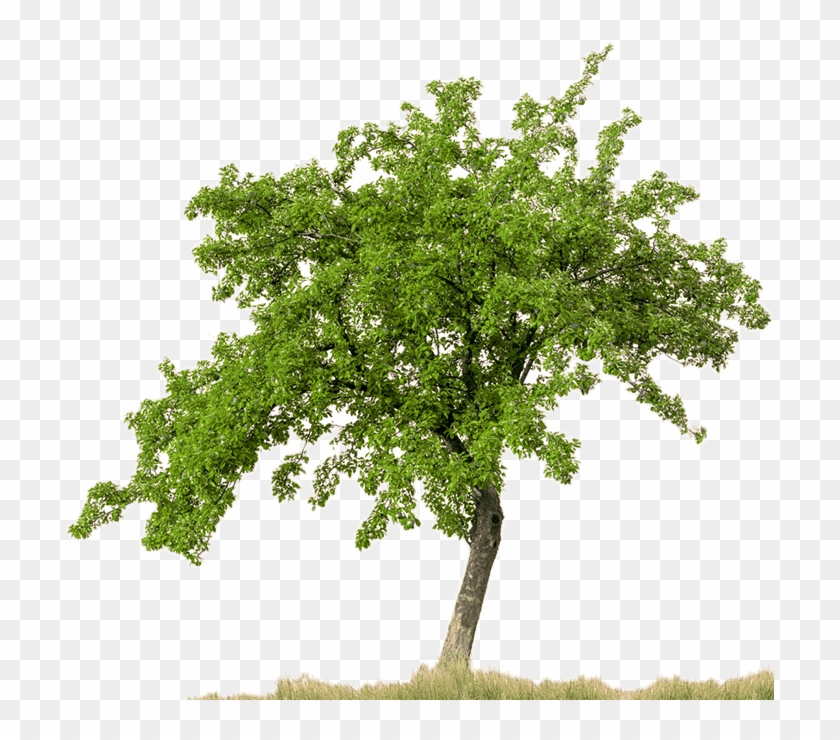 Shrub Bushes Clipart Narra - Apple Tree Png #1336437