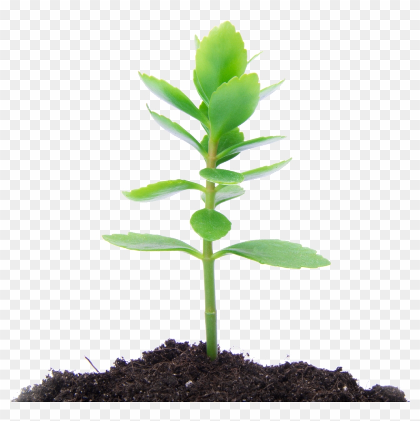 Dirt Clipart Flower Growth - Tree #1336518