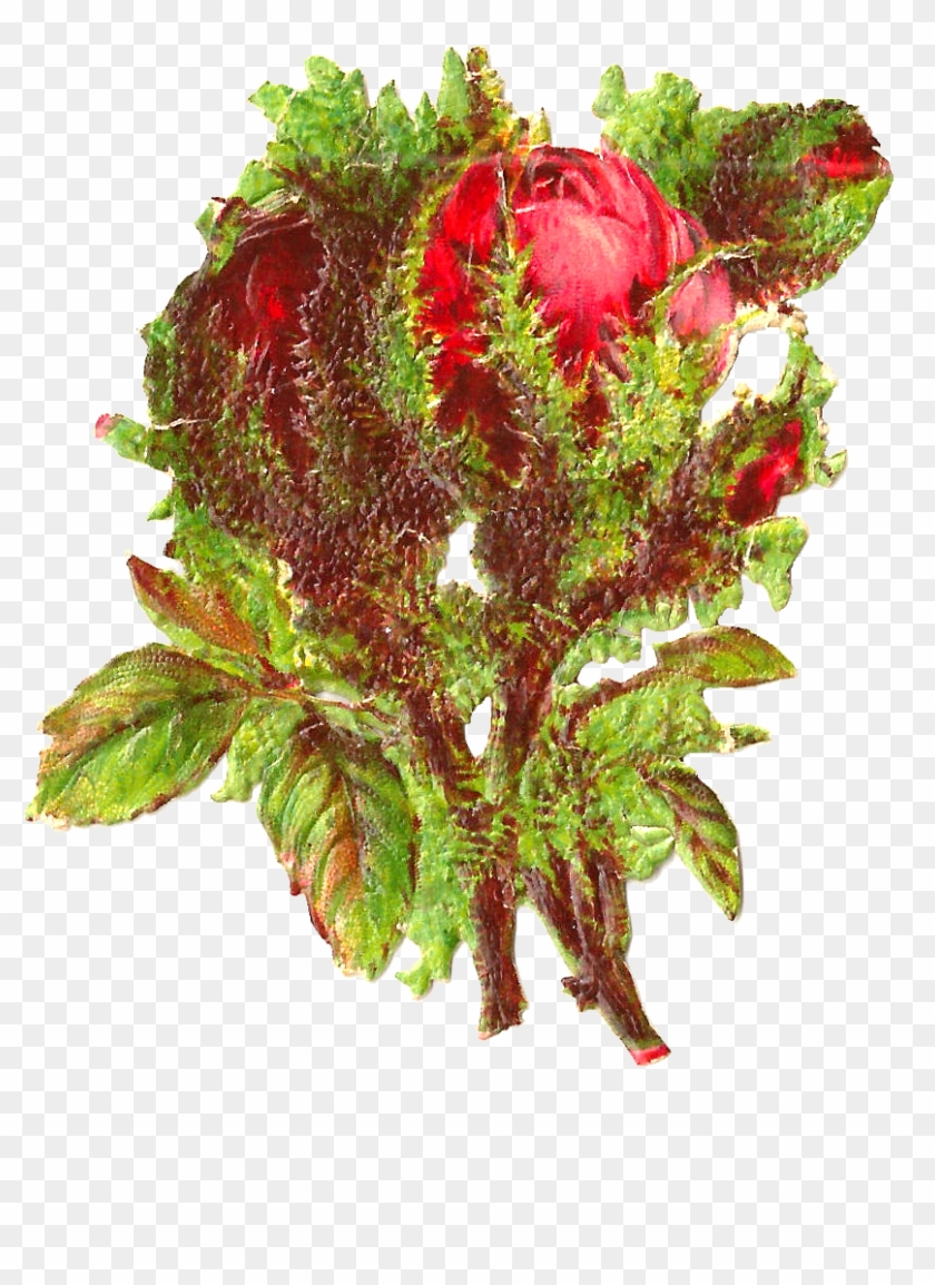 This Is A Lovely Red Rose Graphic I Created From A - Protea #1336529