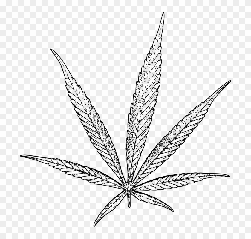 Marijuana Leaf Vector - Cannabis Extracts & Cbd: Bundle #1336613