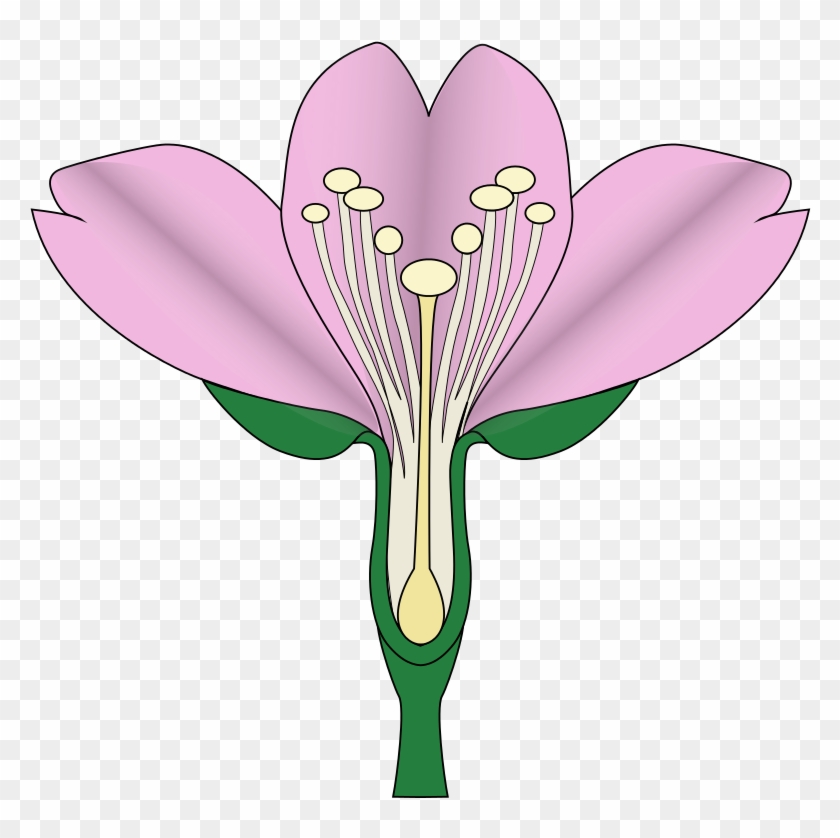 Cartoon Cherry Blossom 6, Buy Clip Art - Cherry Blossom Diagram #1336690