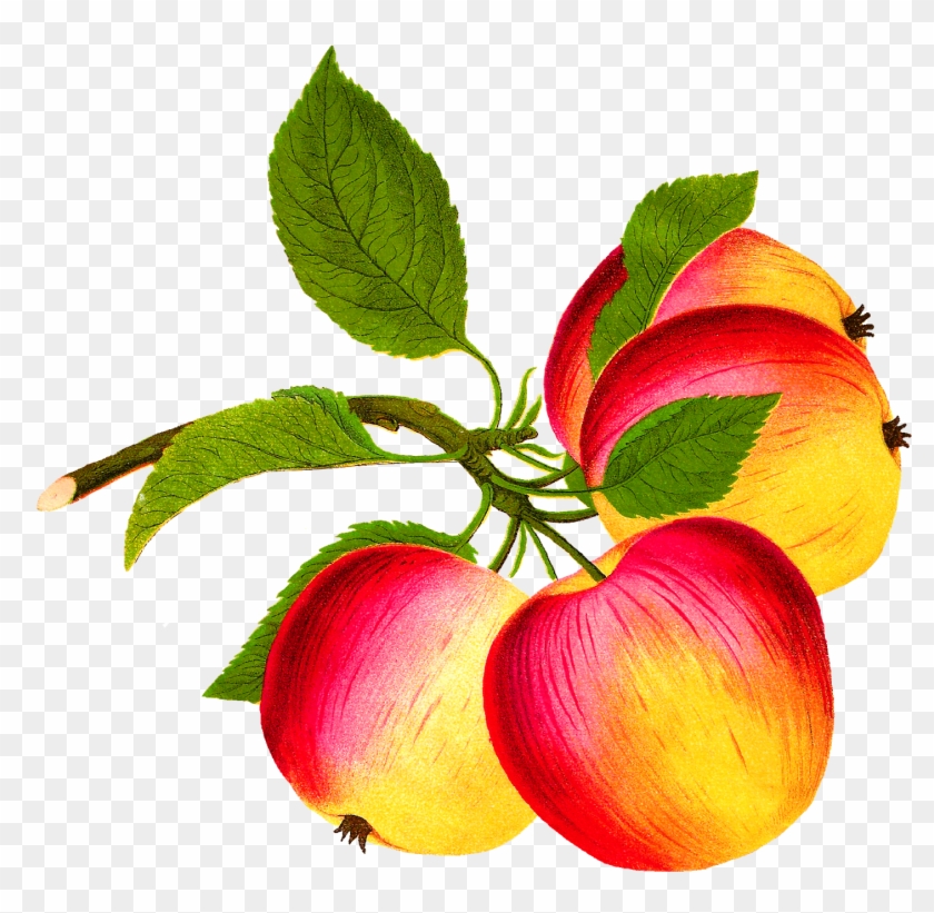 Botanical Art Apple Fruit Download Image - Apple #1337198