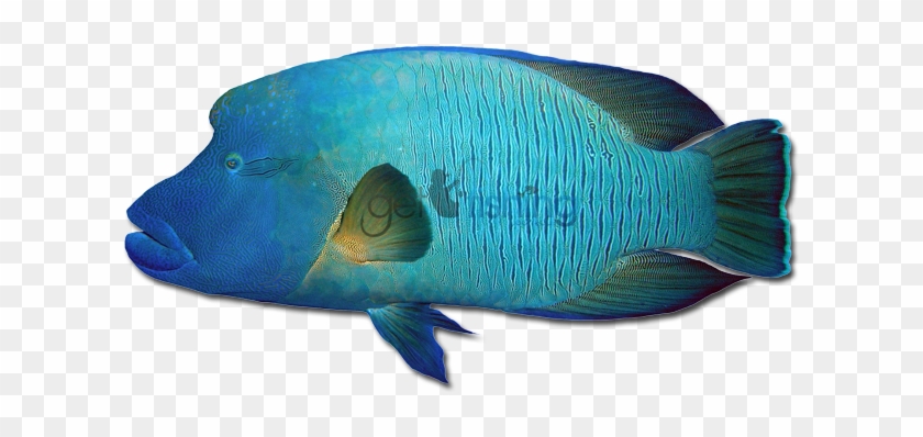 Humphead Maori Wrasse - Humphead Maori Wrasse #1337281