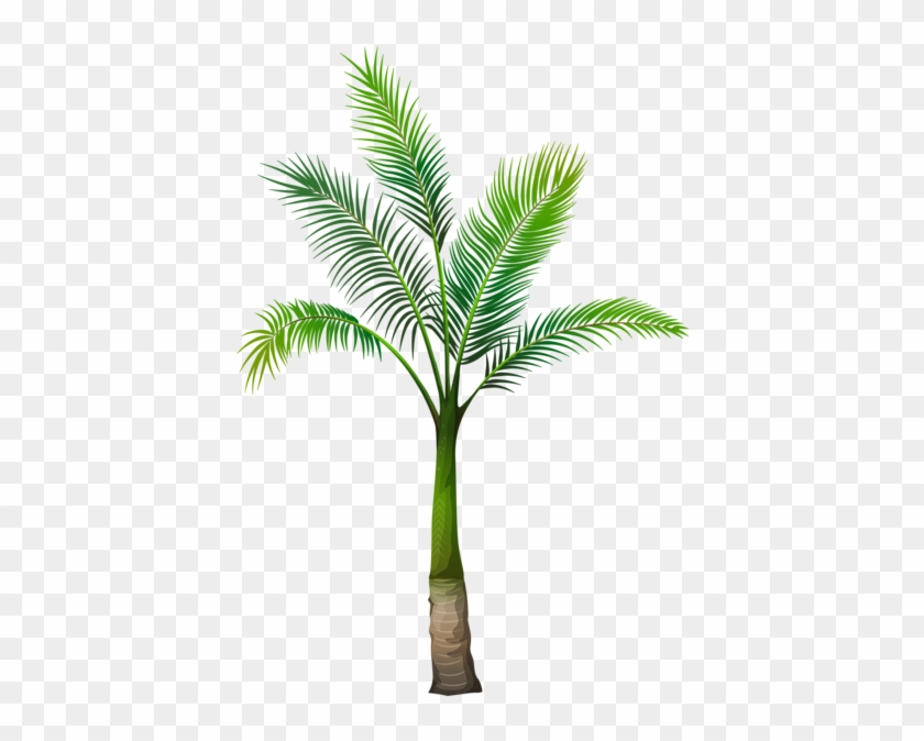 Palm Tree Png Image - Different Types Of Palm Trees #1337369