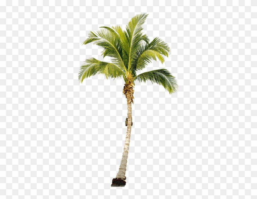 Palm Tree - Palm Tree Transparent Png #1337371