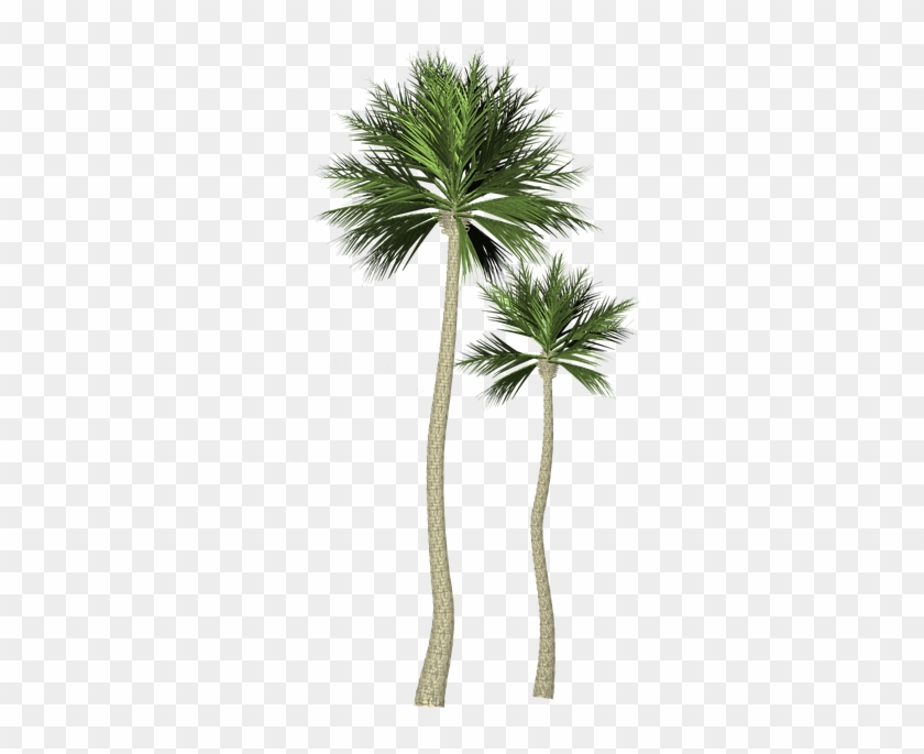 Palm Trees Image 21, Buy Clip Art - Borassus Flabellifer #1337380