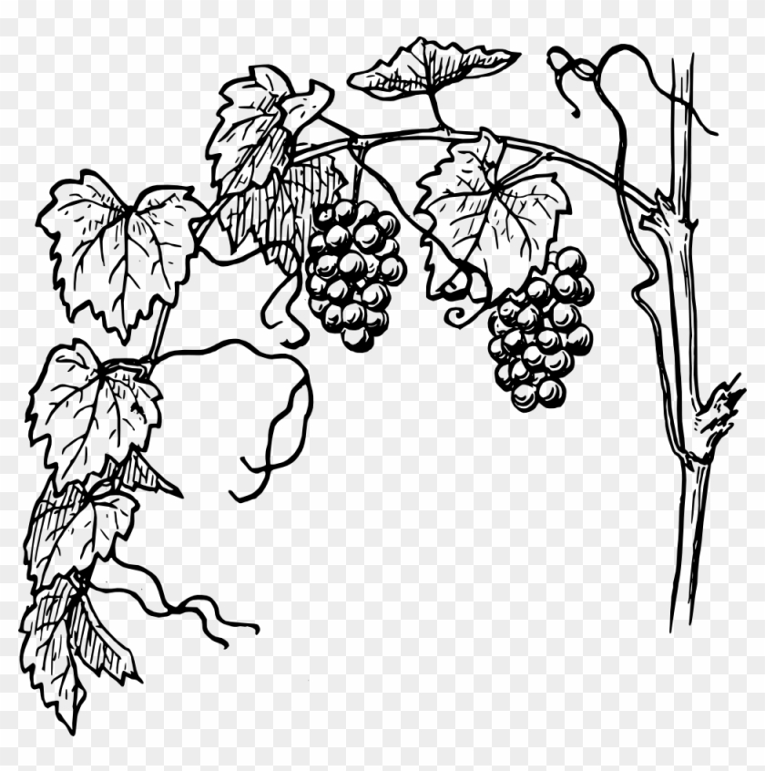 Grape Vine Clip Art - Png Wijnrank #1337412