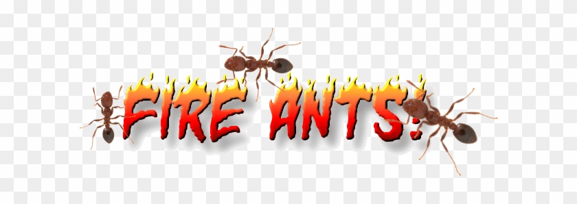 Fire Ant #1337450