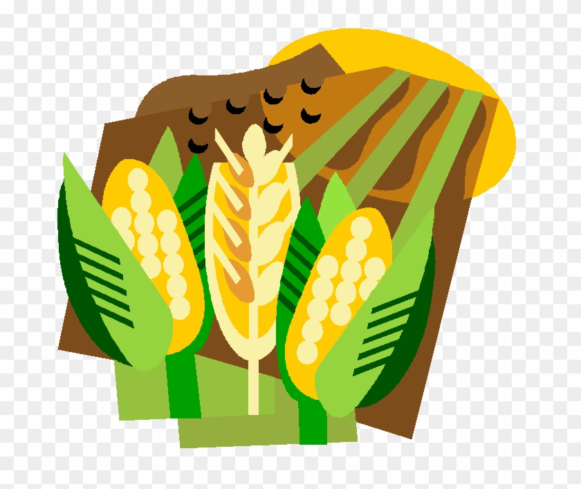 Corn Field Farm Stock Vector - Corn And Wheat Clipart #1337742