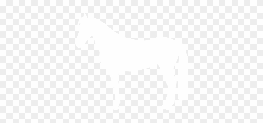 Horses - Stallion #1338471