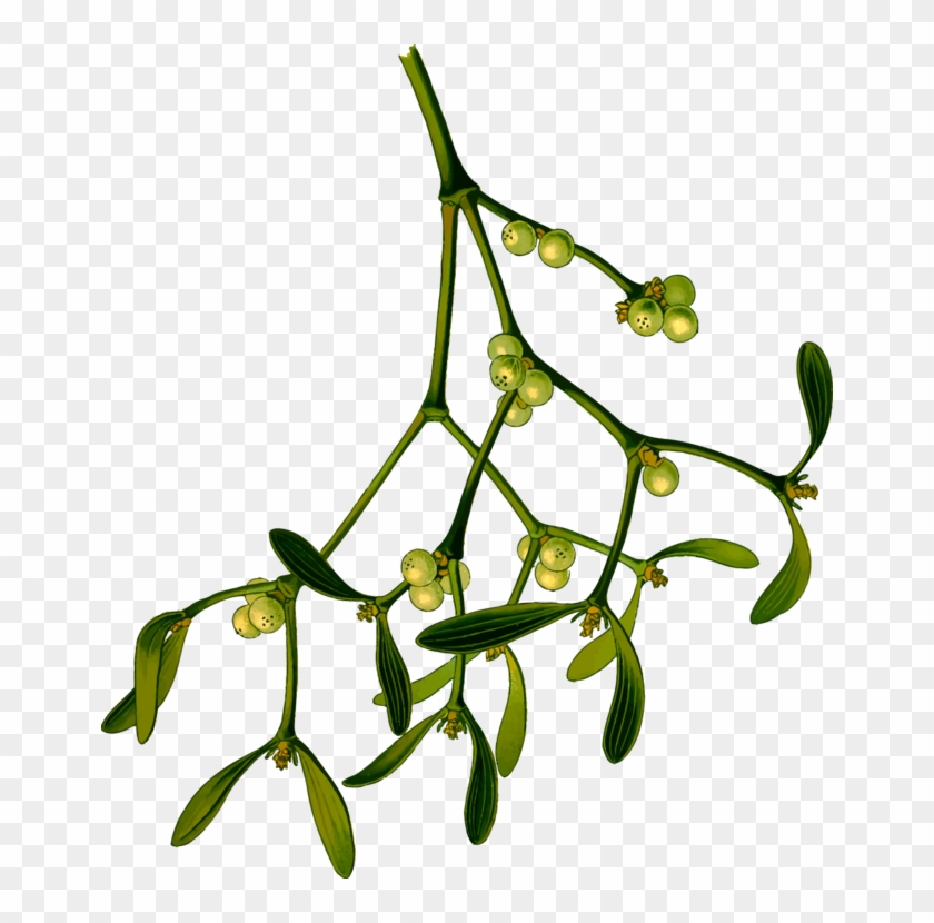 All Photo Png Clipart - Mistletoe Clipart #1338601